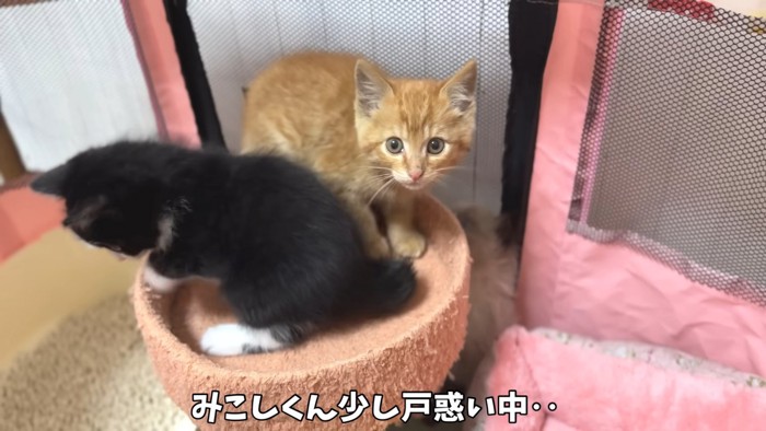 カメラを見る子猫