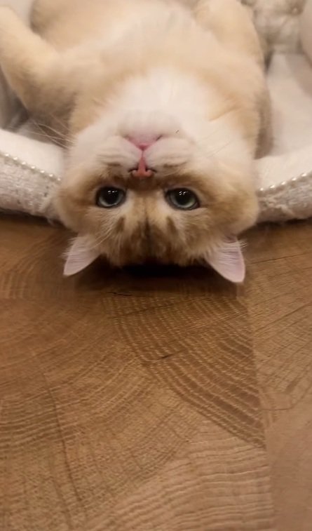 寝転がる猫