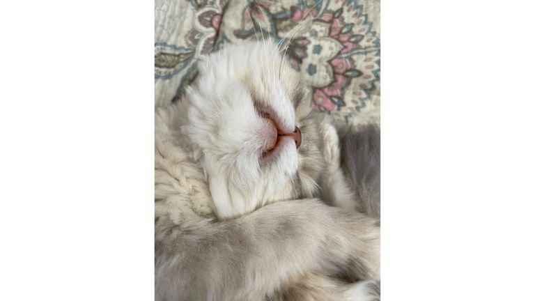 眠る猫
