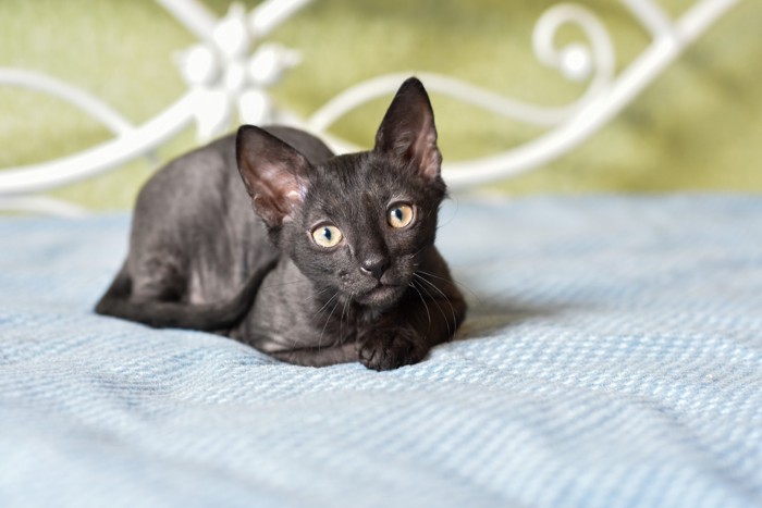ベッドの上で首を傾げながら伏せるウラルレックスの子猫