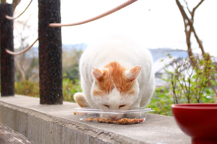 エサを食べる野良猫