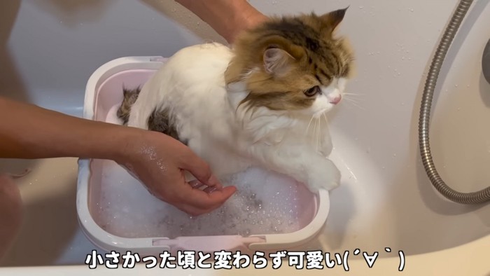 タライに前足を乗せる猫