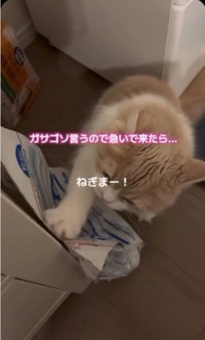 餌の袋をひっかいている猫
