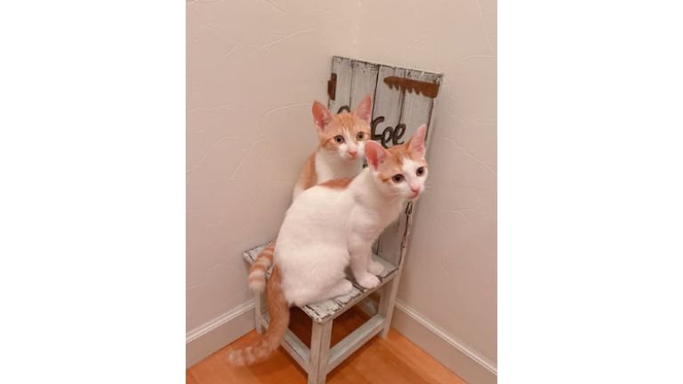 室内にいる猫