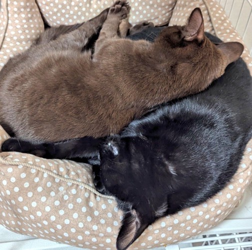 くっついて寝る2匹の猫