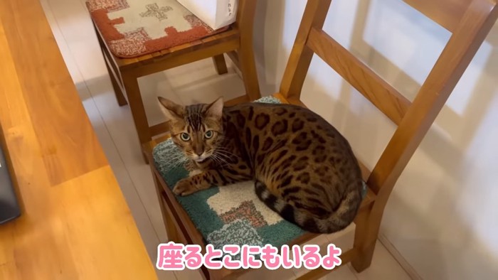 イスに乗る猫