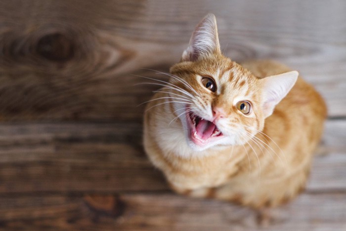 嬉しそうな猫