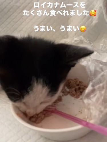 ウェットフードを食べる子猫