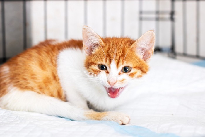 鳴いている子猫