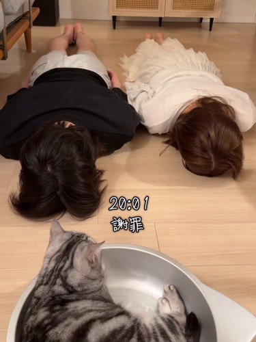 猫に土下座する2人