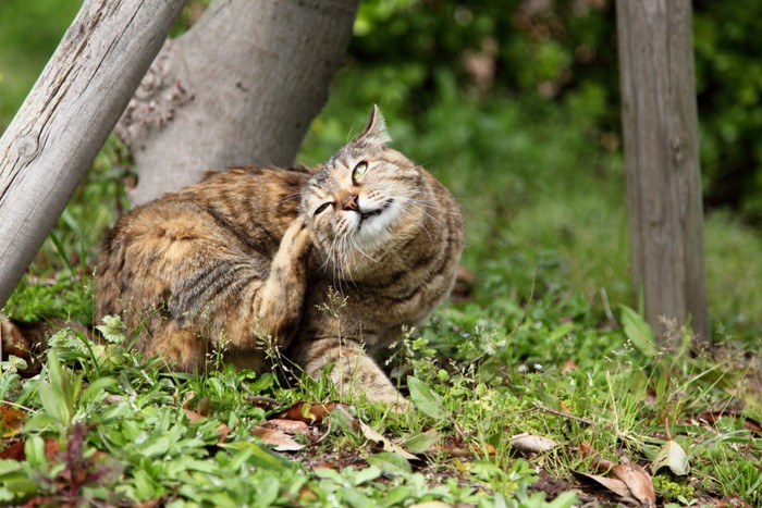 耳を掻く猫