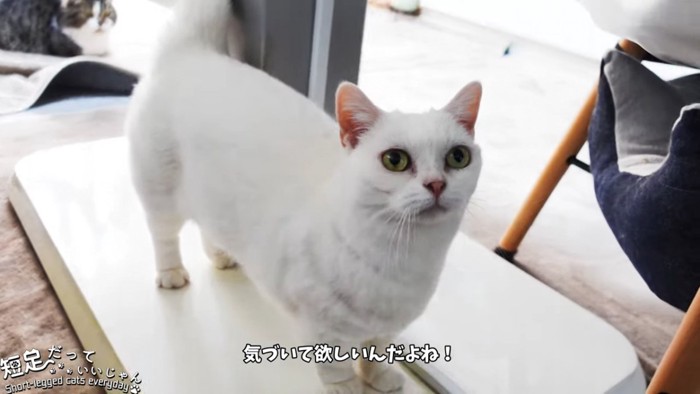 立っている猫