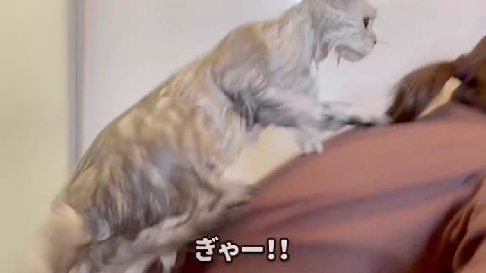 人間の背中に乗る猫