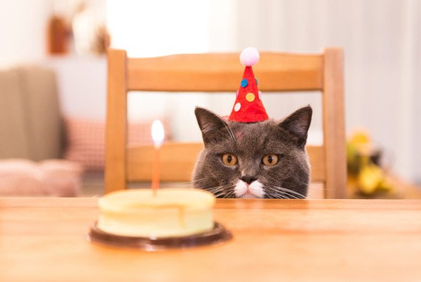 ローソクの刺さったケーキをながめる猫