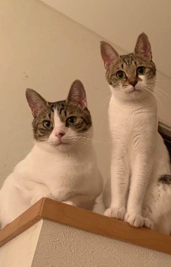 カメラを見下ろす2頭の猫