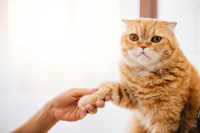 人と握手している猫