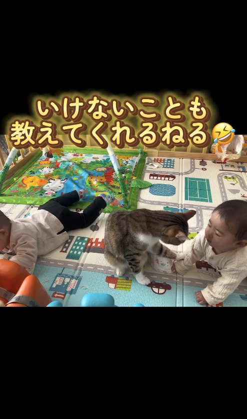 おむつを持った赤ちゃんの手に前足を乗せる猫