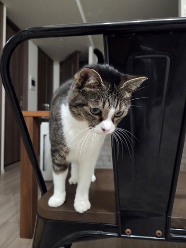 椅子の上でうつむく猫