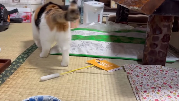 三毛猫の後姿2