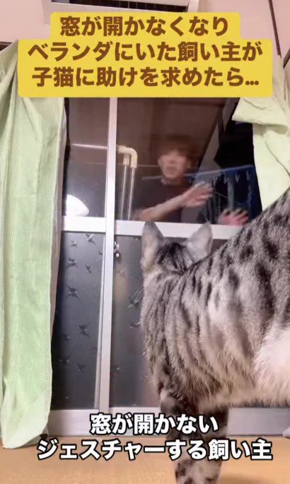 ベランダにいる飼い主と部屋にいる猫