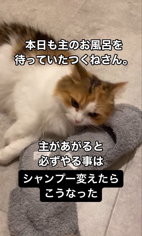 スリッパの上で目を開けて横になる猫