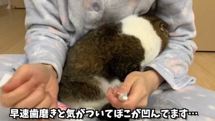 顔を隠す猫