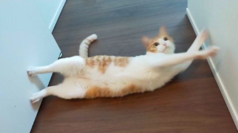 室内にいる猫