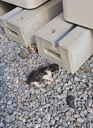 屋外にいる赤ちゃん猫2