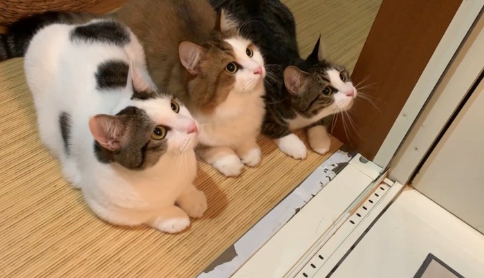 上を見る親子