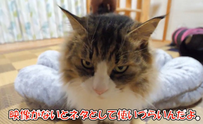 上目づかいの猫