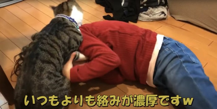 子供の背中に噛み付く猫