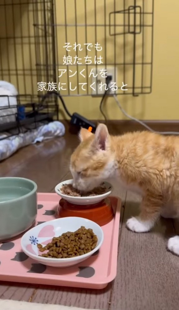 ごはんを食べる子猫