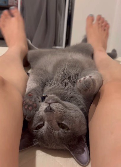 人間の足の間で寝る猫