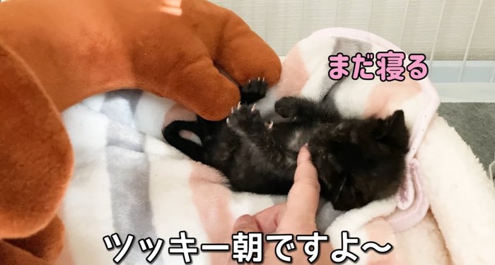 布団の上の猫