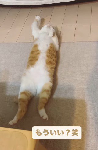 体を動かす猫