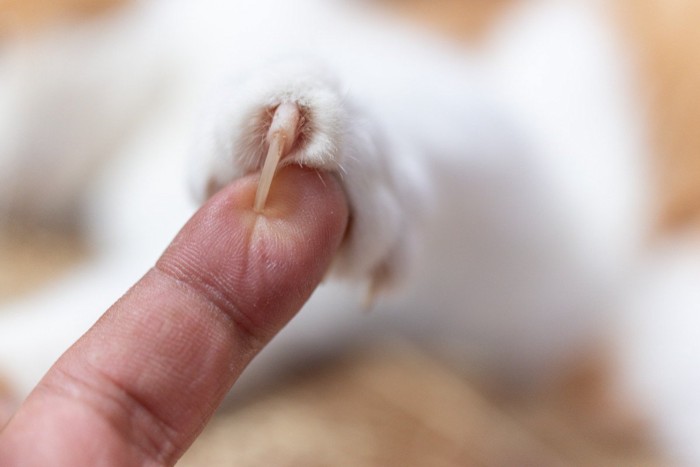 猫の伸びた鋭い爪