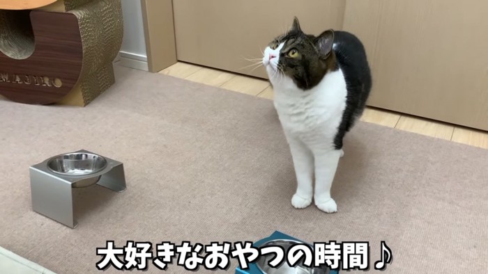 見上げる猫