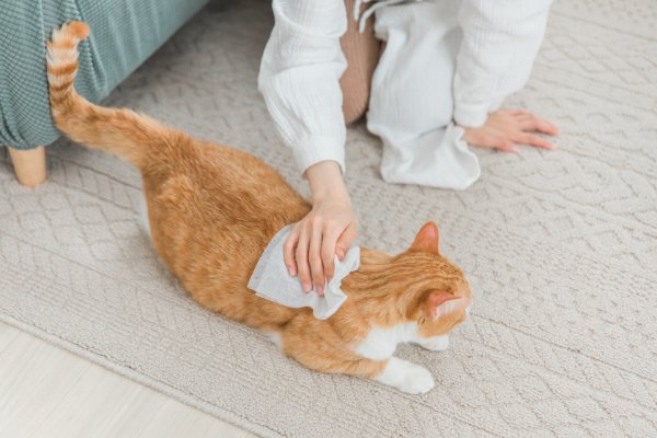 ウエットシートで体を拭かれる猫