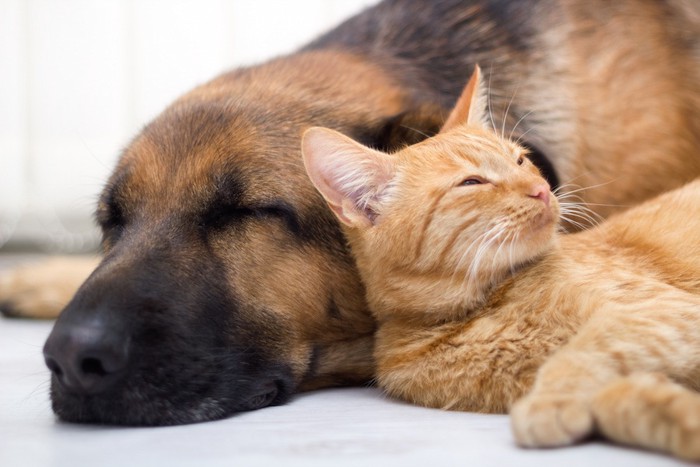 くつろぐ犬と猫