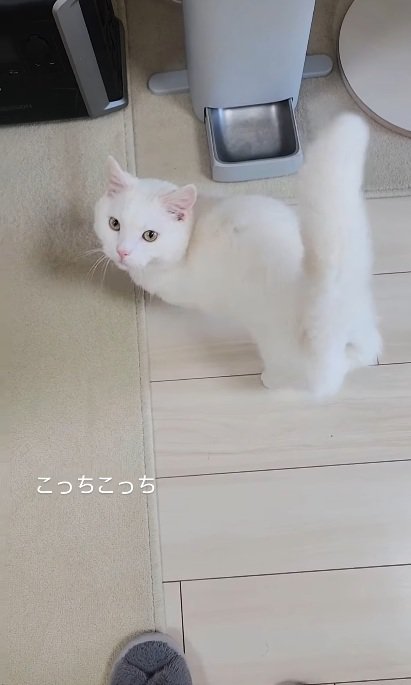 自動給餌器の前に立っている猫％