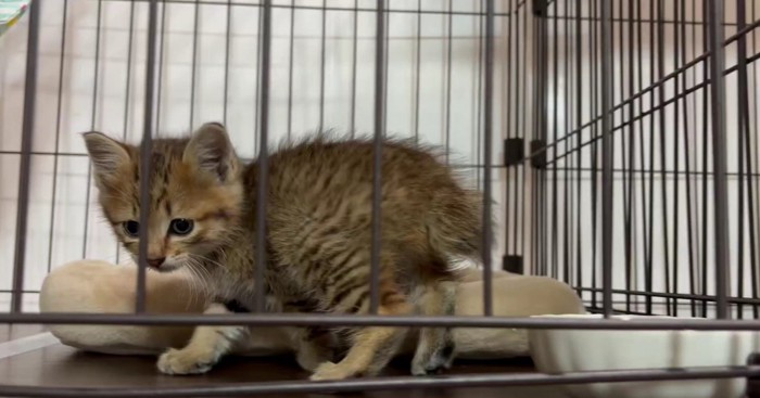 ケージの中の子猫