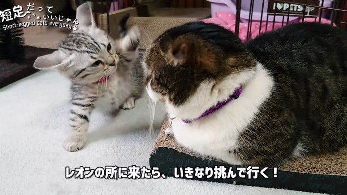 成猫にパンチする子猫