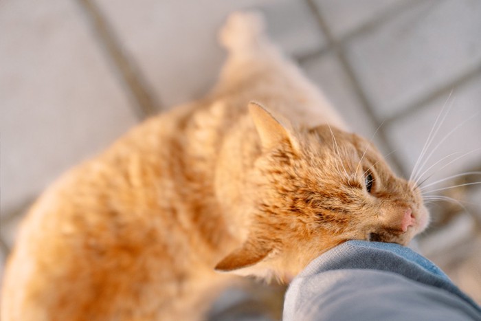 足元にスリスリする猫