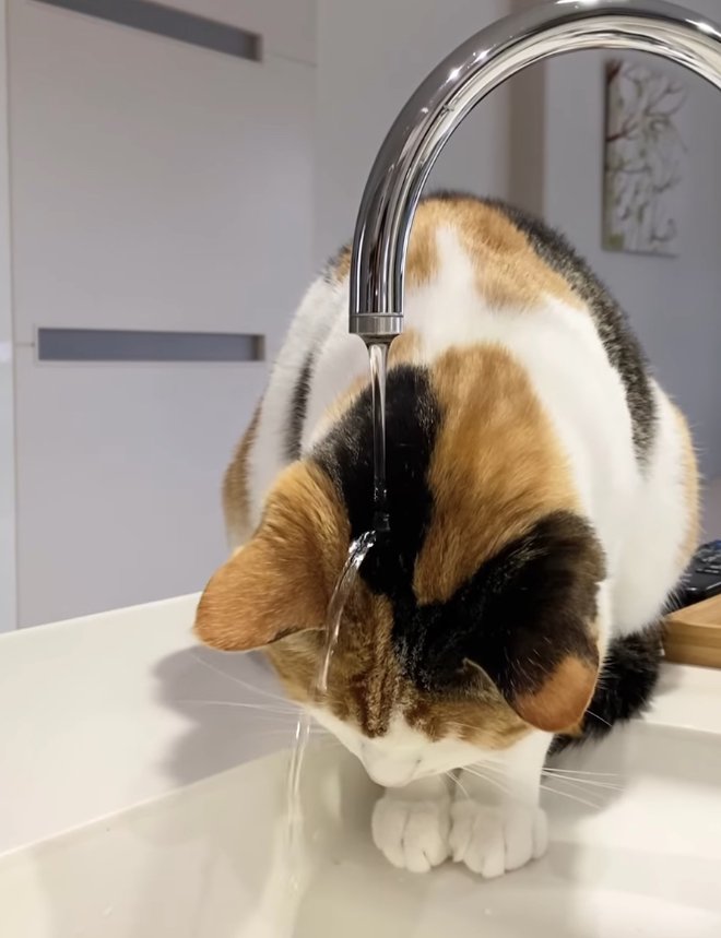 後頭部に水がかかっている三毛猫