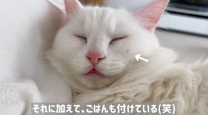 ウットリ顔の猫