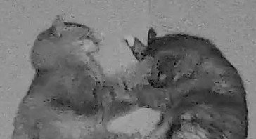 暗視カメラに映る猫二匹（顔部分アップ）