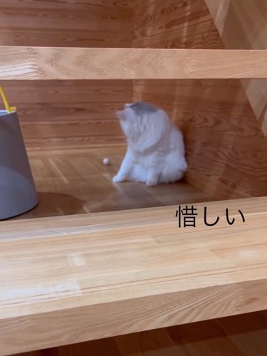 ボールを見る猫