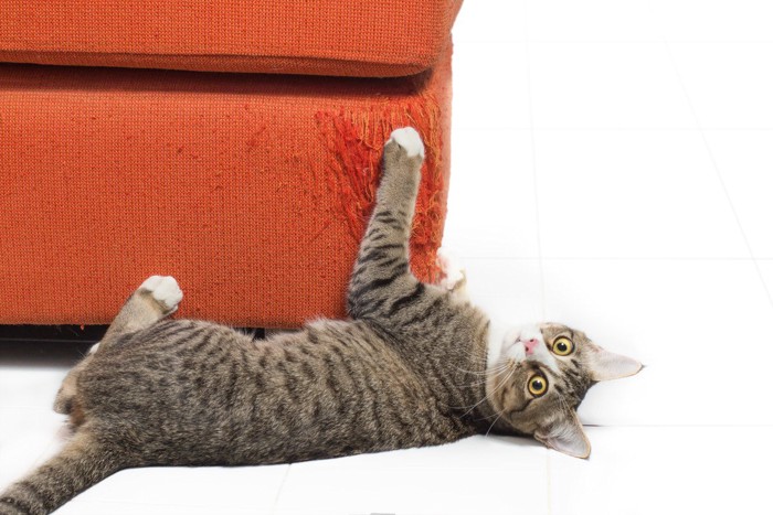 ソファーで爪研ぎする猫