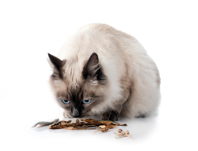 煮干しに顔を近づけて匂いを嗅ぐ猫