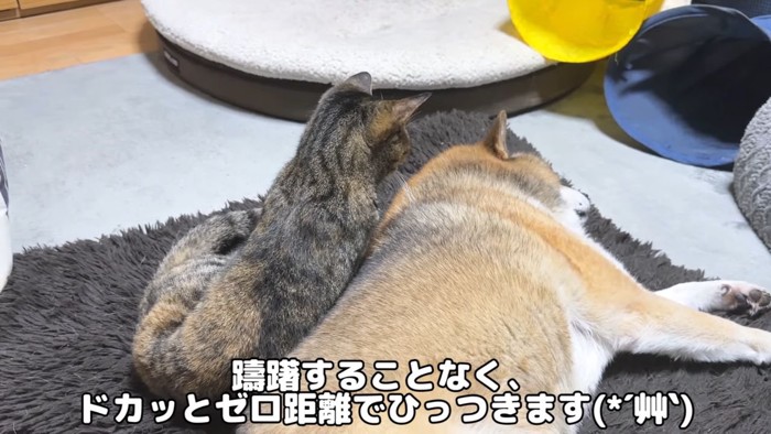 柴犬とキジトラ猫3